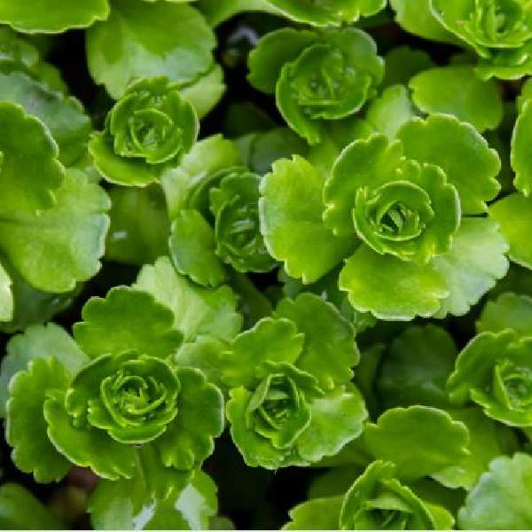 SEDUM SPURIUM JOHN CREECH