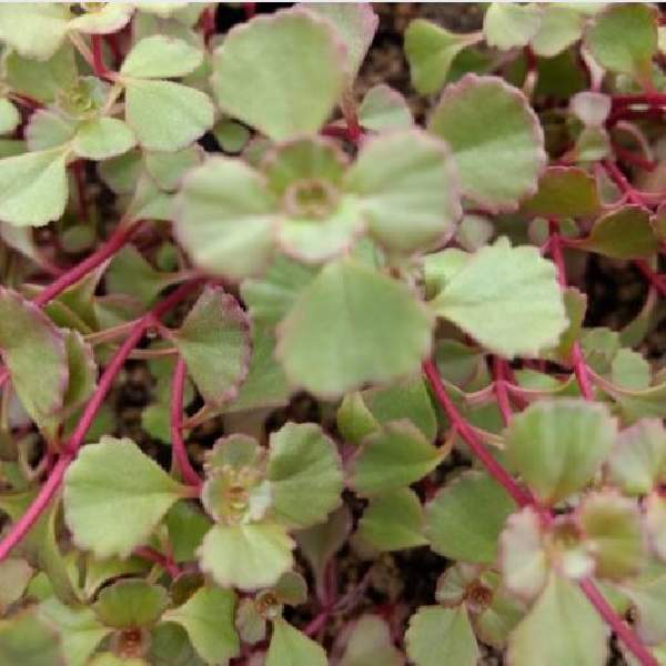 SEDUM SPURIUM RED CARPET
