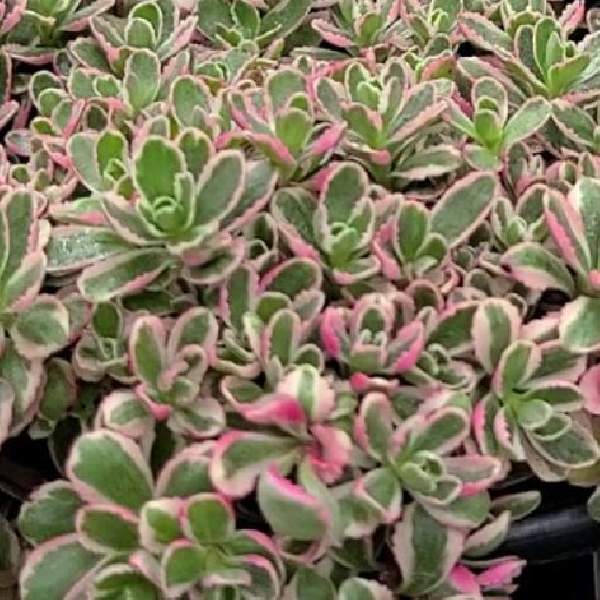 SEDUM SPURIUM TRICOLOR