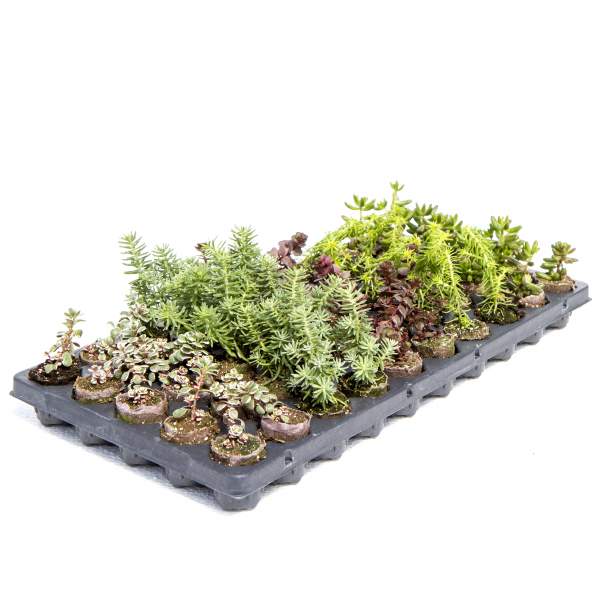 Sedum Assortment