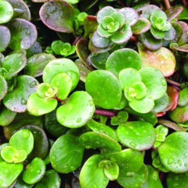 sedum-tetractinum-coral-reef-succulent-1659383958.jpg