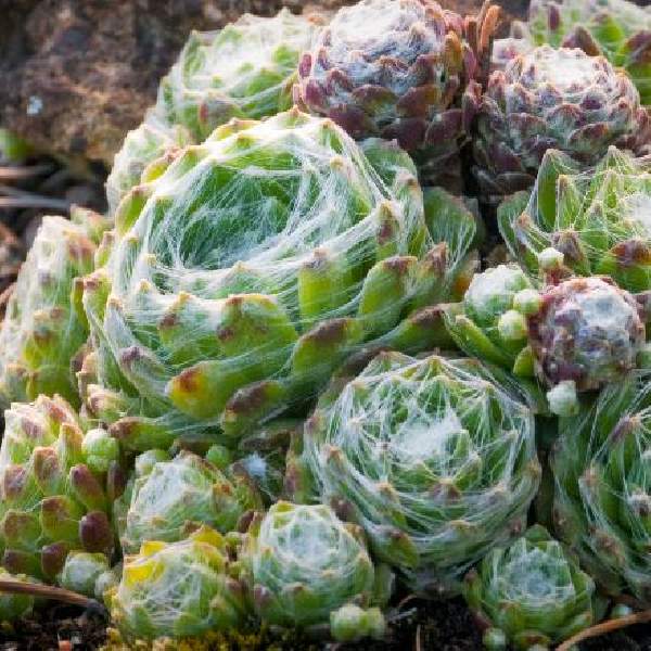 Sempervivum arachnoideum Colorockz Arctic White
