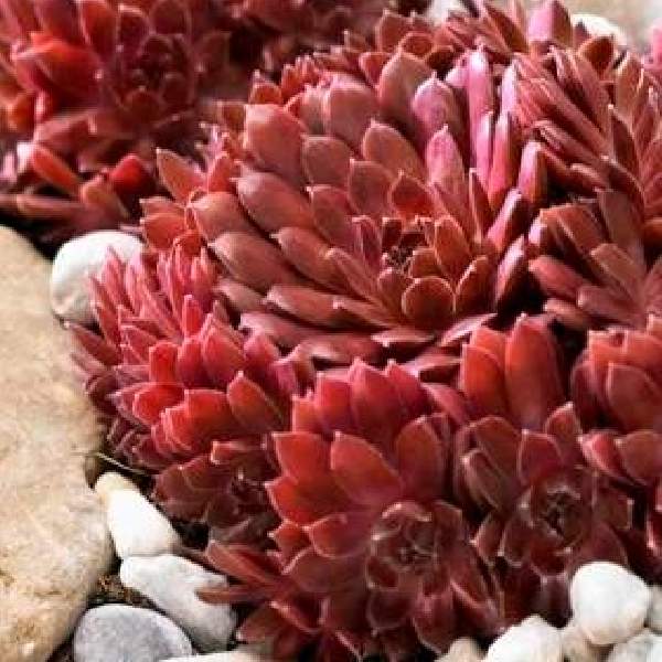 Sempervivum arachnoideum Colorockz Coral Red
