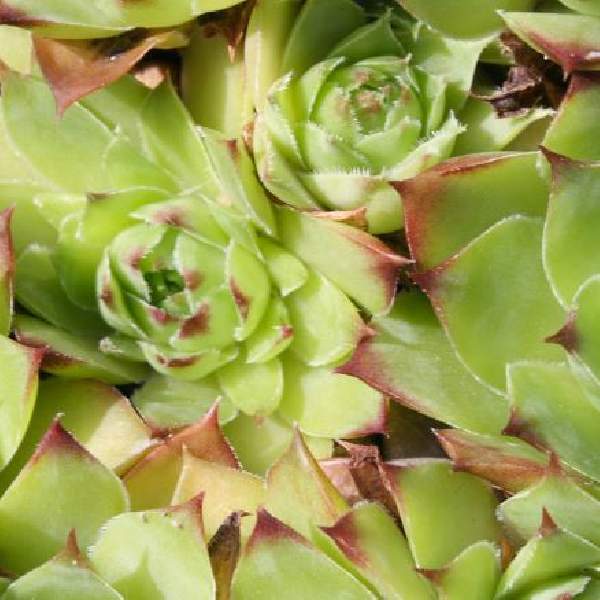 Sempervivum arachnoideum Colorockz Ruby Lime (Chameleon)