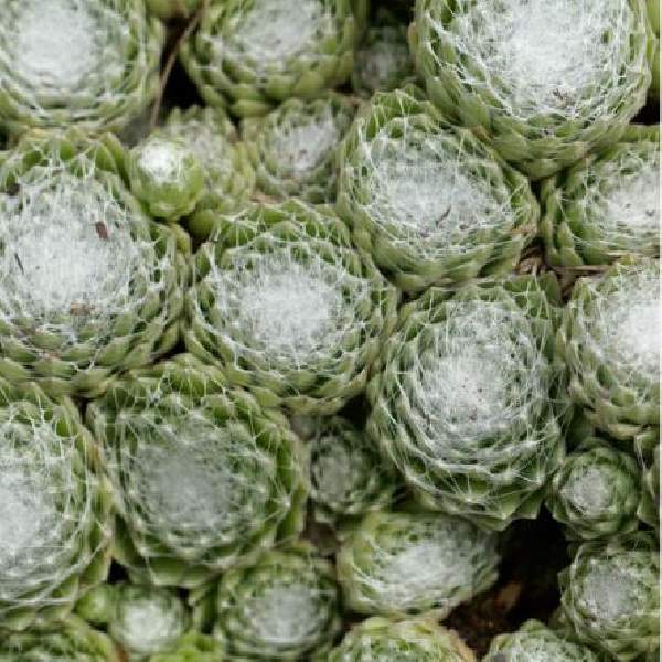 Sempervivum