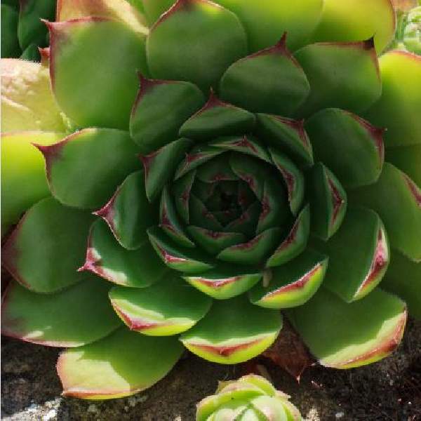 Sempervivum Carmen