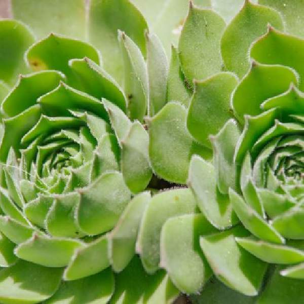Sempervivum Green Wheel