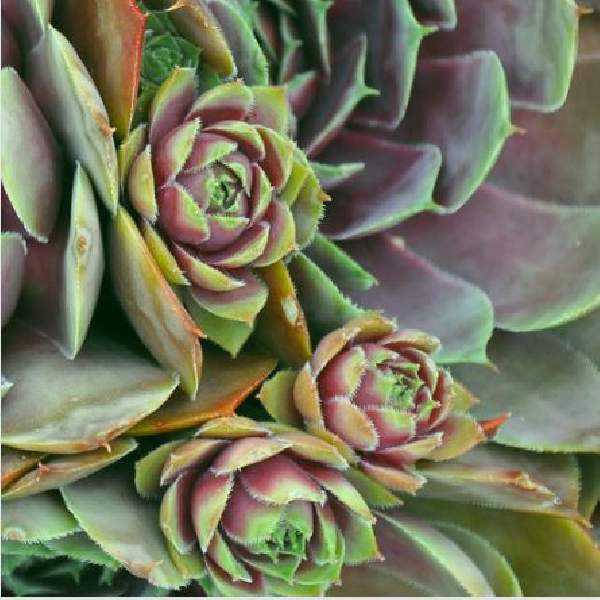 Sempervivum Kalinda