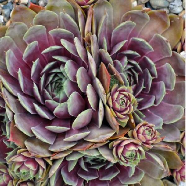 Sempervivum Lavender Old Lace