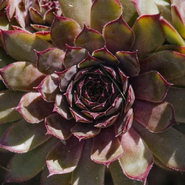 Sempervivum Red Beauty