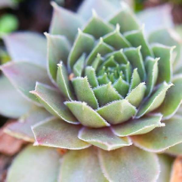 Sempervivum Silverine