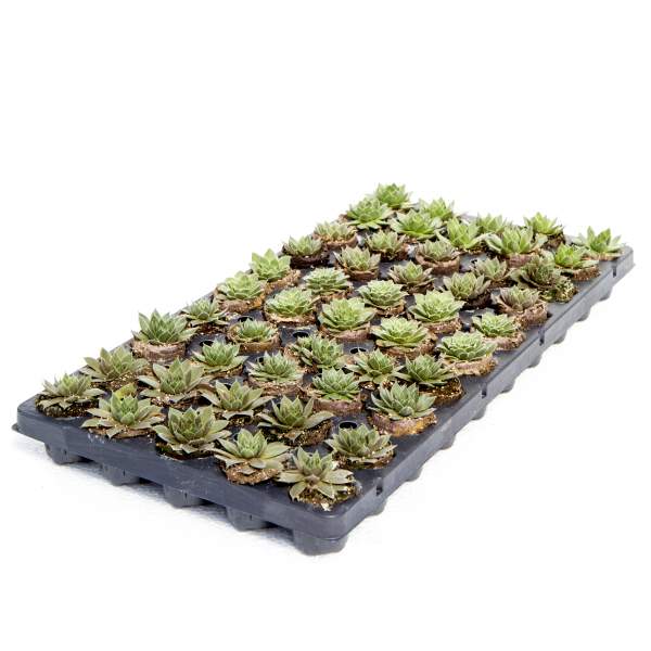 SUCCULENTS SEMPERVIVUM ASSORTMENT