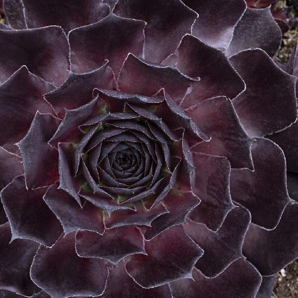 Sempervivum Supersemp Onyx