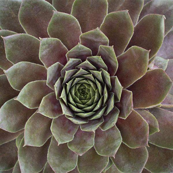 Sempervivum Supersemp Ruby