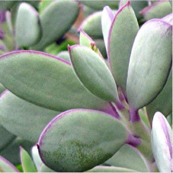 Senecio Crassillimus
