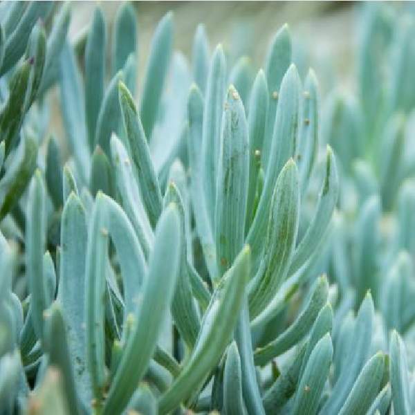senecio-mandraliscae-blue-succulent-1661458234.jpg