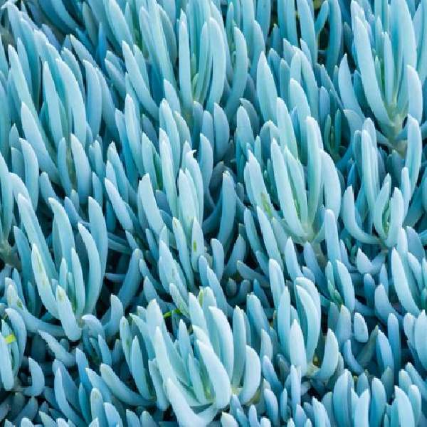 Senecio Mini Blue