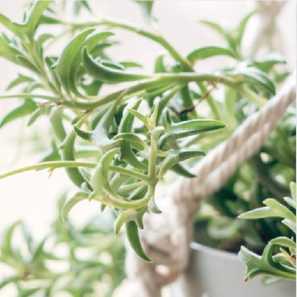 SENECIO PEREGRINUS STRING OF DOLPHINS