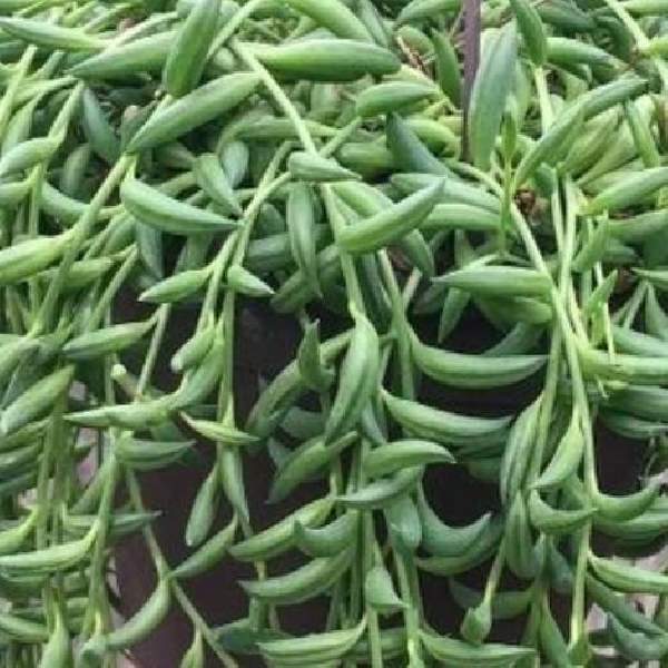 SENECIO RADIEANS STRING OF BANANAS