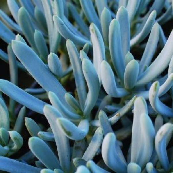 Senecio Serpens