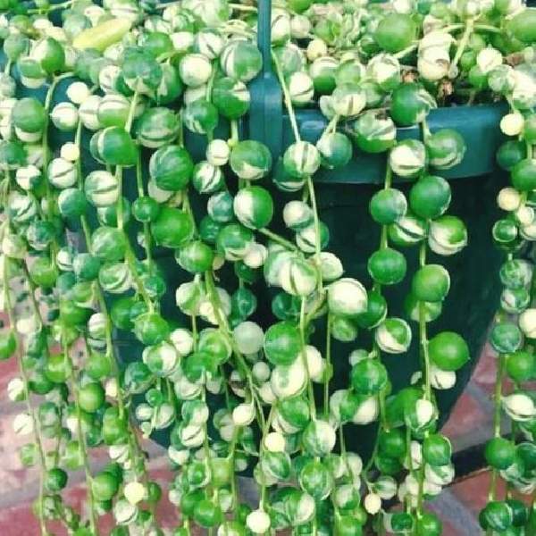 Senecio Rowleyanus String of Pearls Variegata