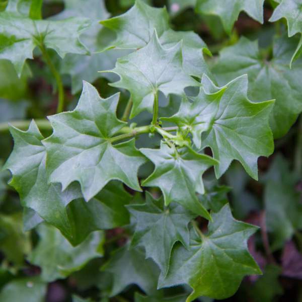 senecio-tropical-german-ivy.jpg