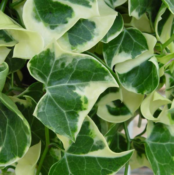 Image Of Senecio Wax Ivy Variegated