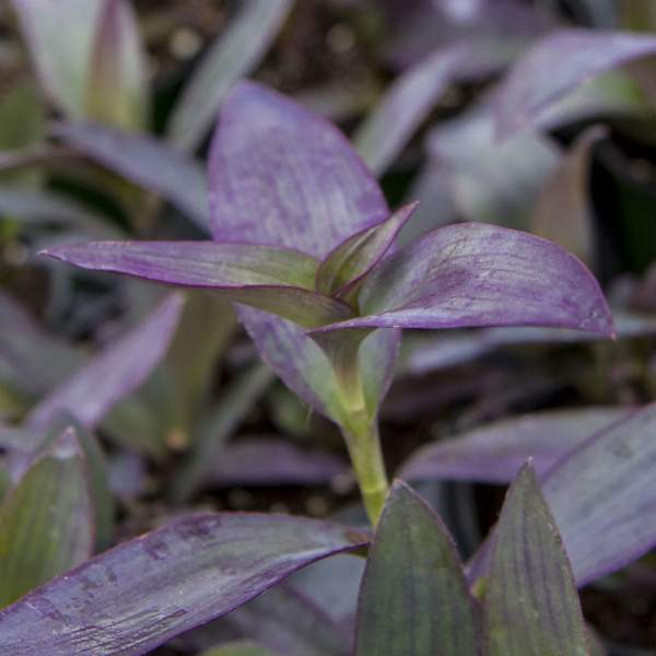 setcreasea-purple-heart.jpg