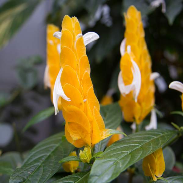 shrimp-plant.jpg