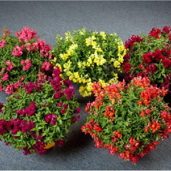Image Of SNAPDRAGON CANDY SHOWERS MIX