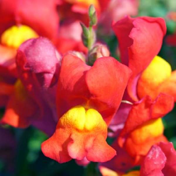Image Of SNAPDRAGON CANDY SHOWERS ORANGE