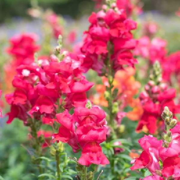 Image Of SNAPDRAGON CANDY SHOWERS ROSE