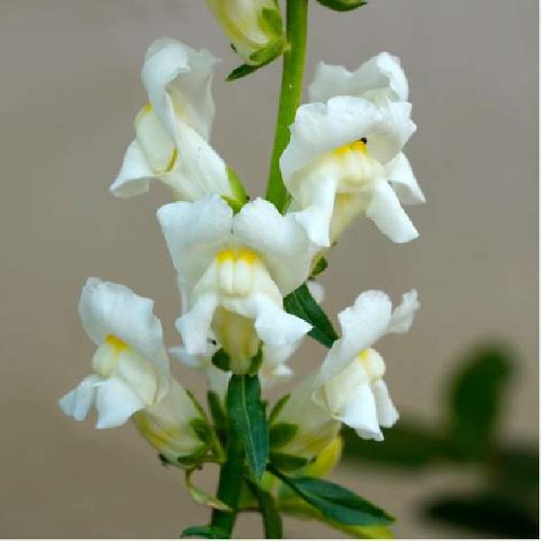 Image Of SNAPDRAGON CANDY SHOWERS WHITE