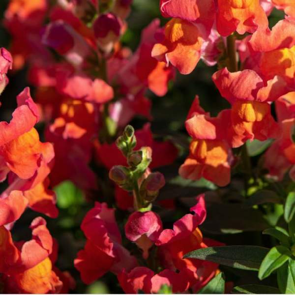 Image Of SNAPDRAGON CANDY TOP ORANGE