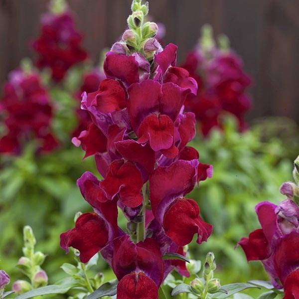 Image Of SNAPDRAGON CANDY TOP RED