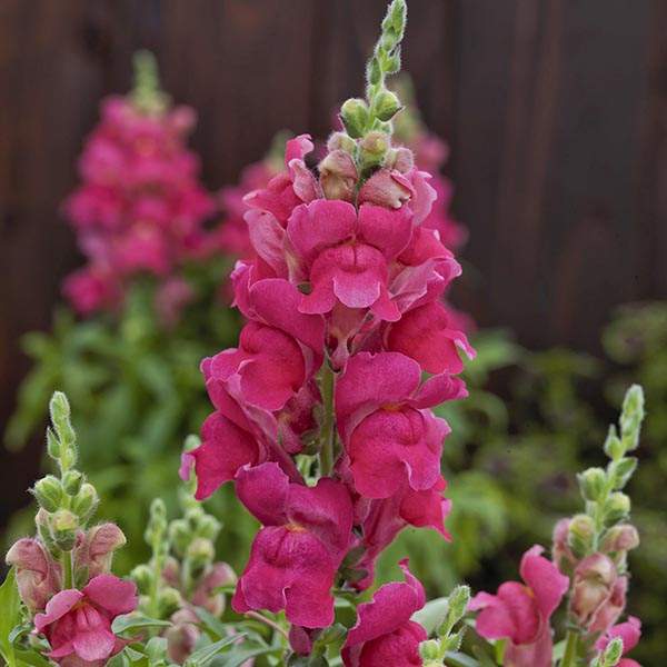 Image Of SNAPDRAGON CANDY TOP ROSE