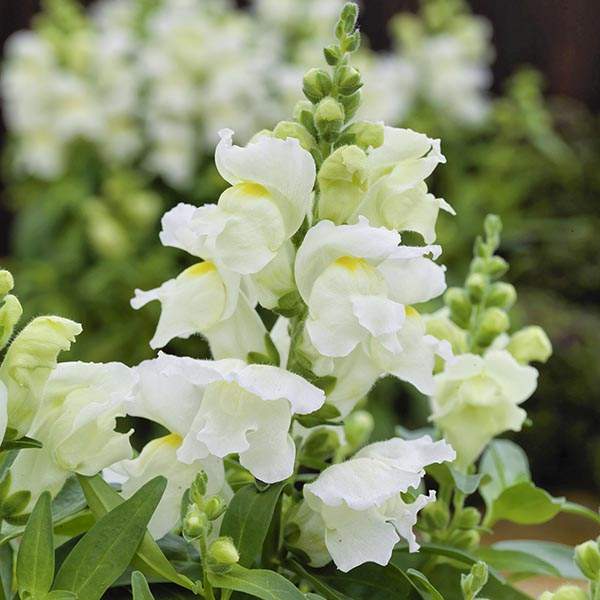 Image Of SNAPDRAGON CANDY TOP WHITE