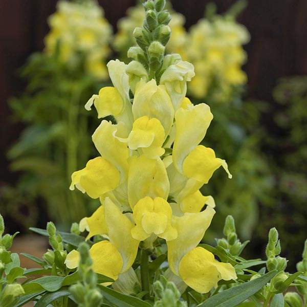 Image Of SNAPDRAGON CANDY TOP YELLOW