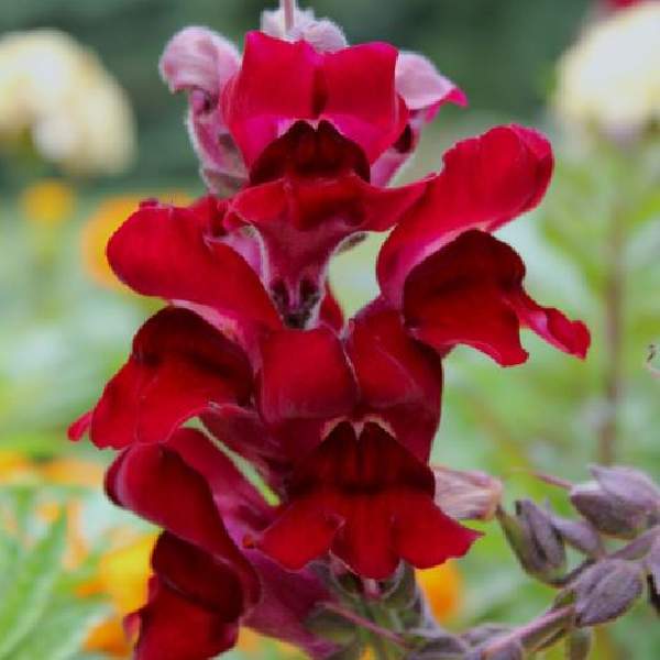 Image Of SNAPDRAGON SNAPTINI RED