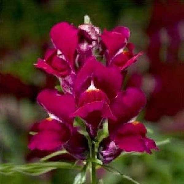 Image Of SNAPDRAGON SNAPTINI VIOLET