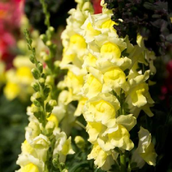 Image Of SNAPDRAGON SNAPTINI YELLOW