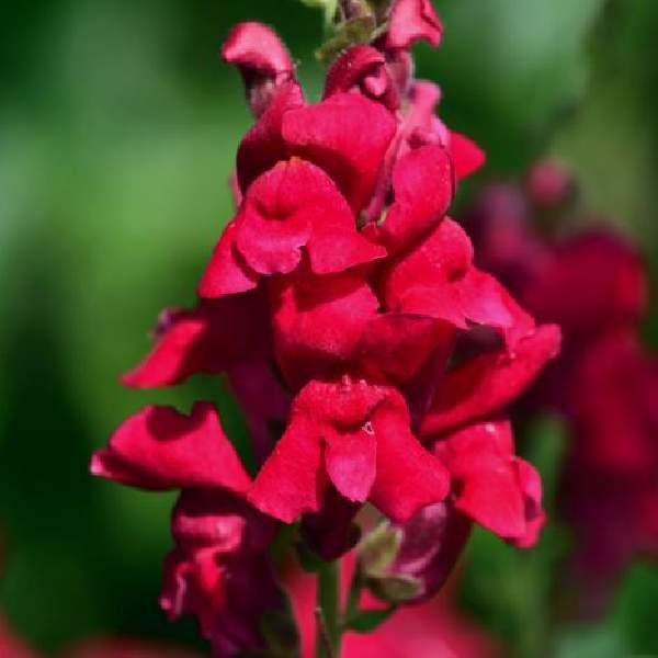 Image Of SNAPDRAGON SONNET CRIMSON