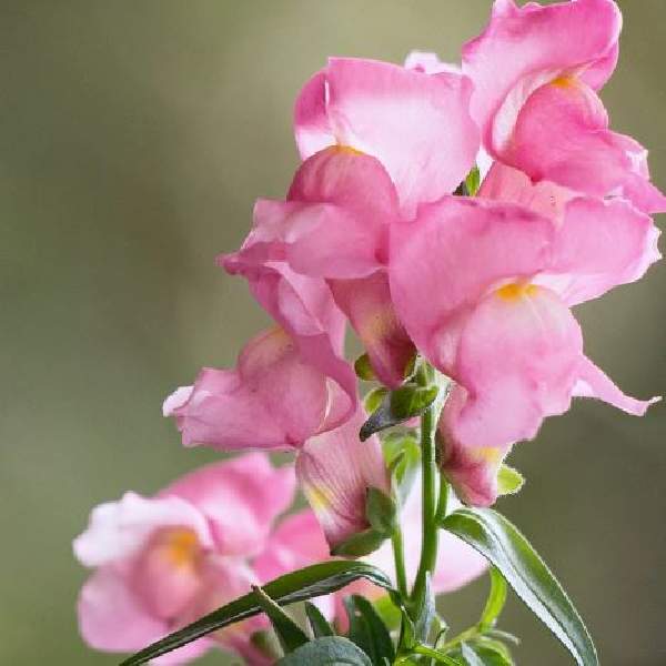 Image Of SNAPDRAGON SONNET PINK