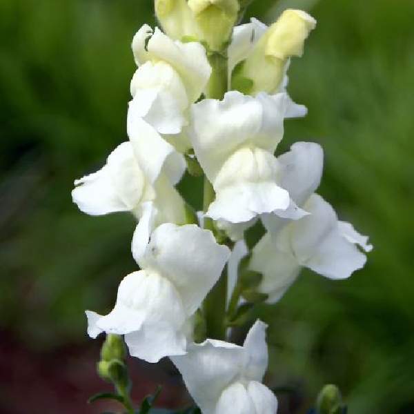 Image Of SNAPDRAGON SONNET WHITE