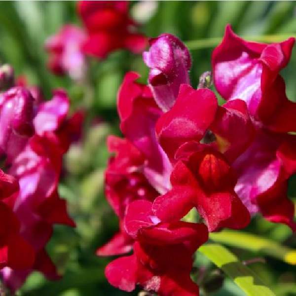 Image Of SNAPDRAGON SPEEDY SONNET CRIMSON