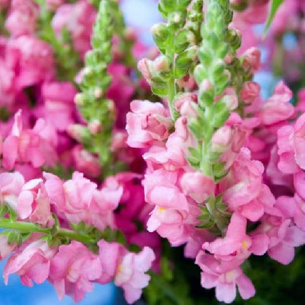 SNAPDRAGON SPEEDY SONNET PINK