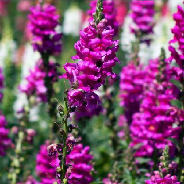 Image Of SNAPDRAGON SPEEDY SONNET PURPLE