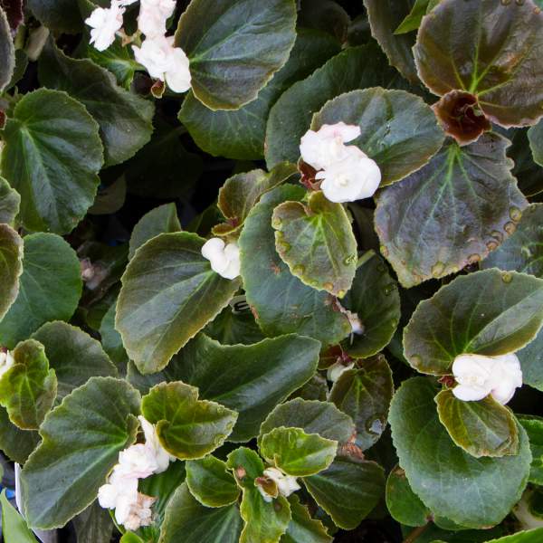 snow-white-double-begonia.jpg