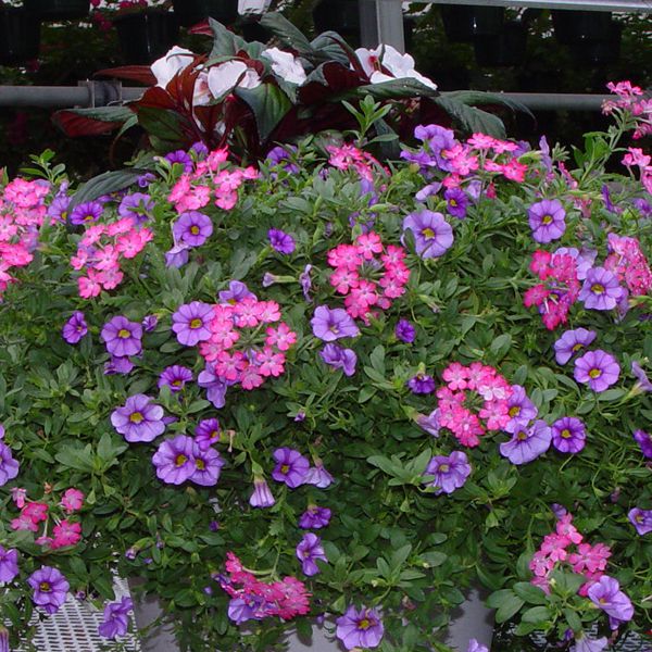 COMBO SPRING BLOOMING