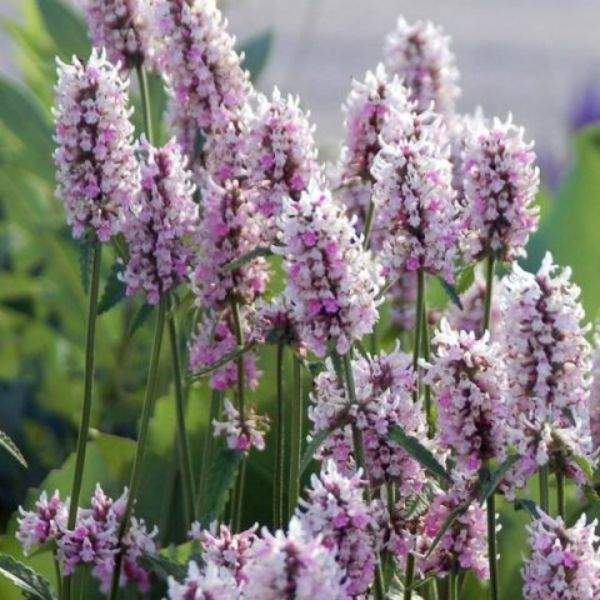 Stachys